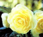 B. ‘John Henderson’